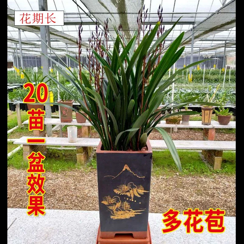 企黑 金边墨兰企黑爪 冬带花苞 大花蕙兰 客厅盆栽花卉绿植