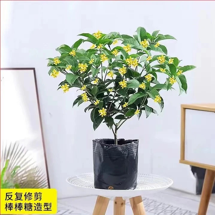 精选4年四季桂花苗带花苞植物室内花卉盆栽庭院客厅绿植基地直销