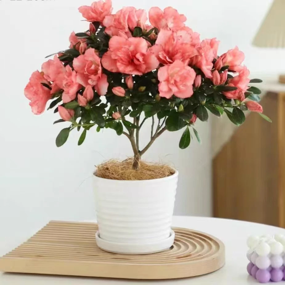 小樱桃粉杜鹃盆栽花卉植物室内客厅阳台庭院四季好养开花爆盆绿植