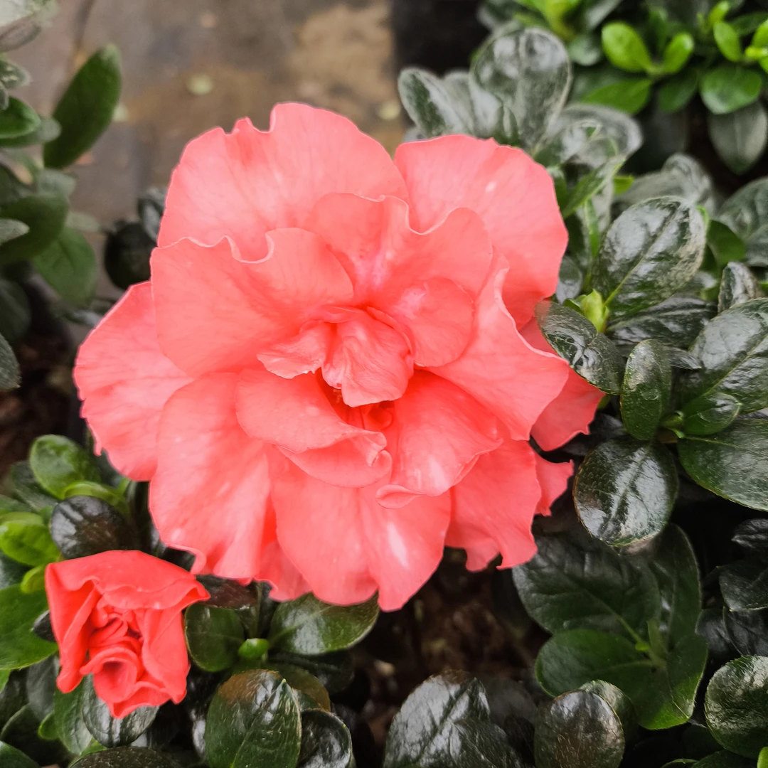 胭脂红精选四季杜鹃花盆栽原盆土阳台室内客厅花卉净绿植基地
