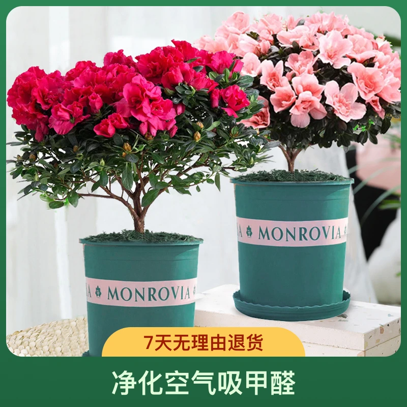 杨梅红基地直销杜鹃花四季杜鹃盆栽原盆土阳台室内客厅发货带花苞