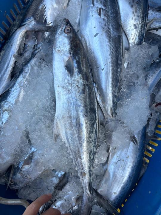 蓝点白腹马胶5斤发5至6条！