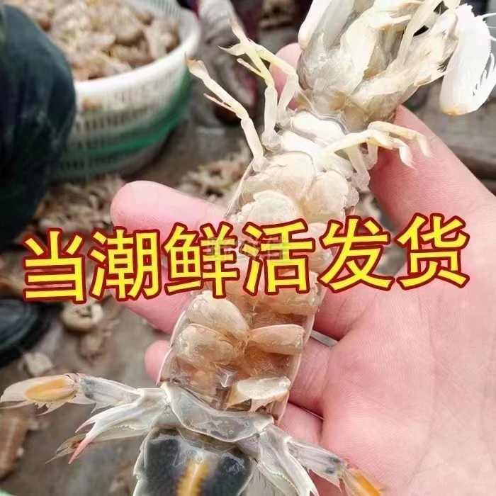 皮皮虾-码头一手分拣-鲜活发货-包鲜不包活