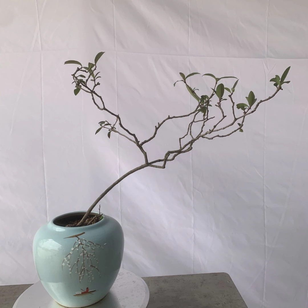 室内好养海岛春花盆景石斑木雷公树成品熟桩山采桩意境桩一物一拍