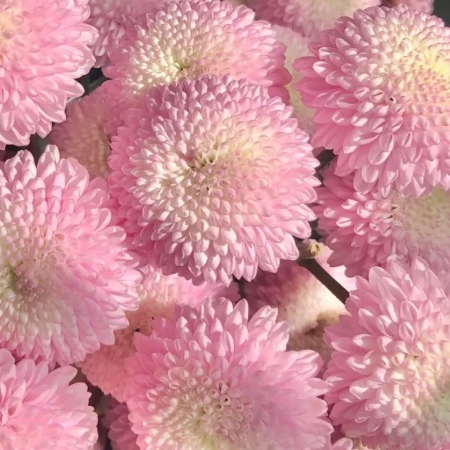 【买5赠1】带花苞菊花大花盆栽新手