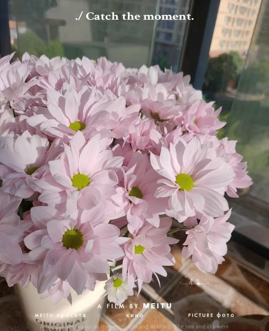 【粉三文鱼小菊小菊盆栽】160口径多头菊多年生插花四季开花