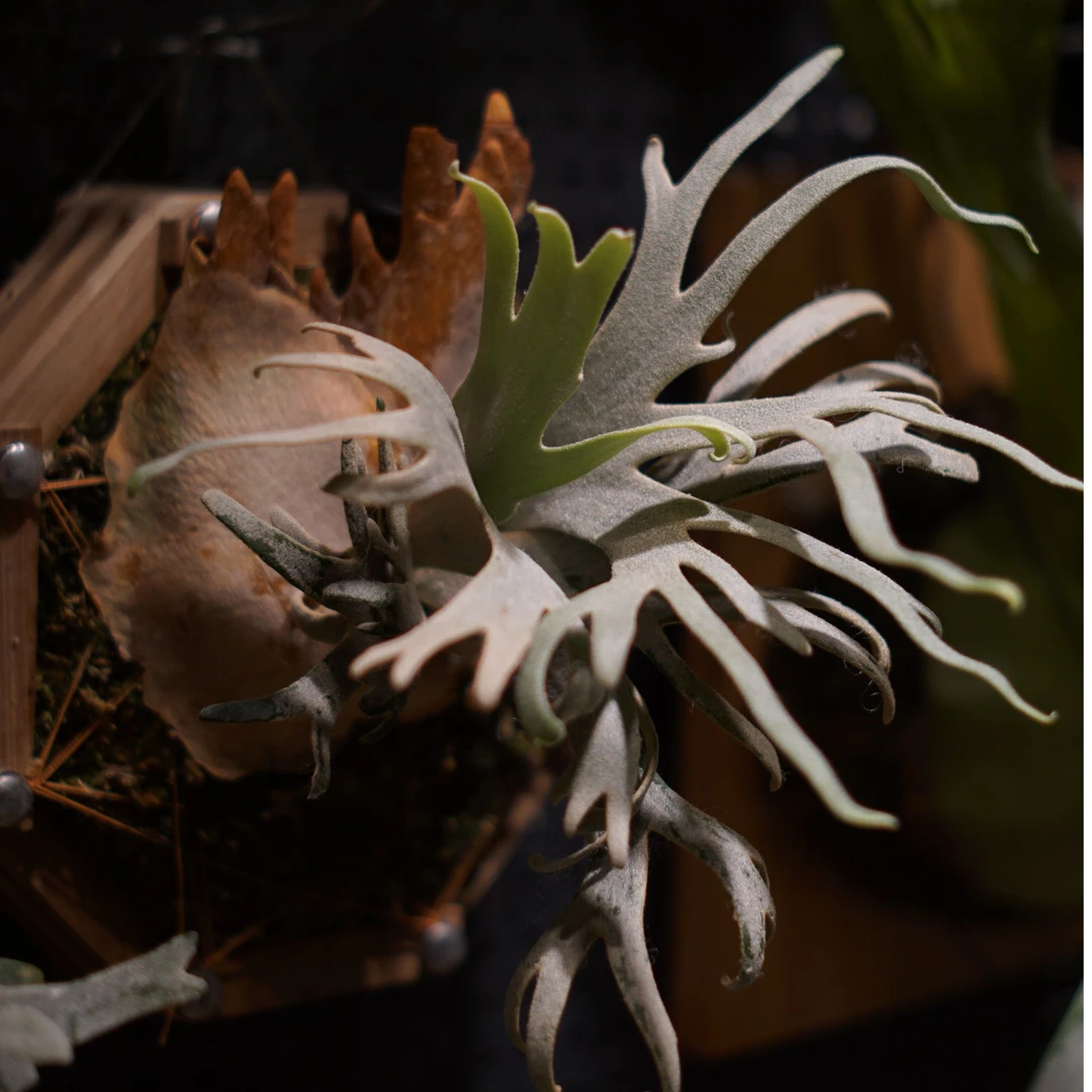 【一物一拍】澳本河玉女细菌月光黄月蕨类植物