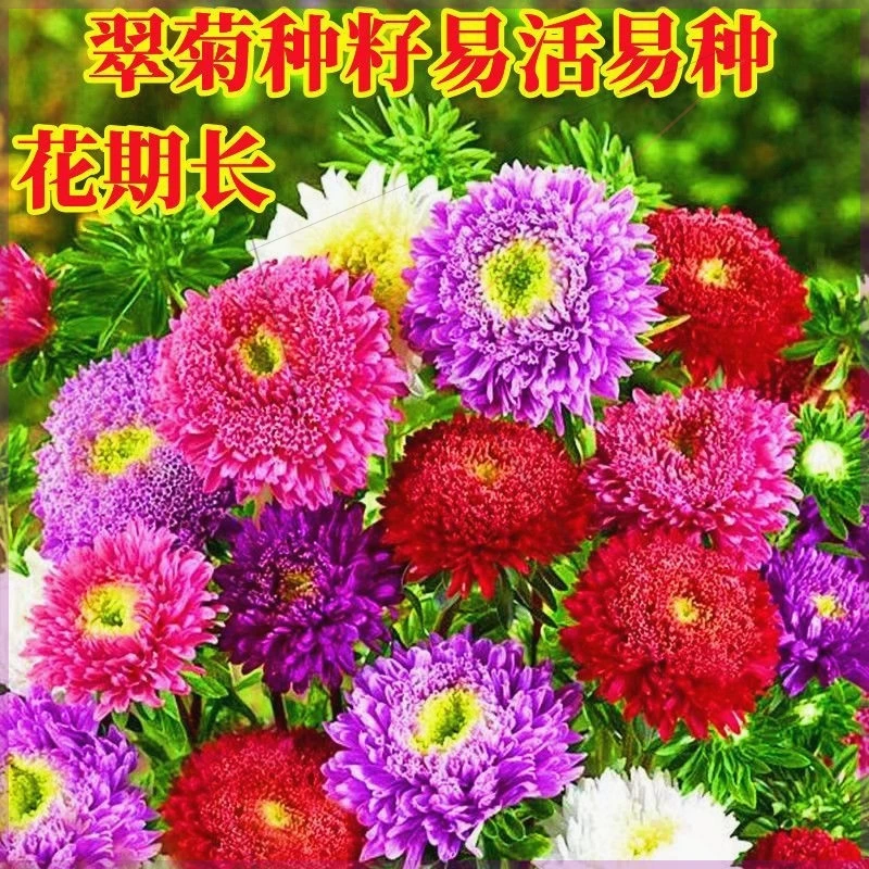 混色彩虹糖果菊花卉种子小雏菊翠菊耐热易种阳台庭院植物种子