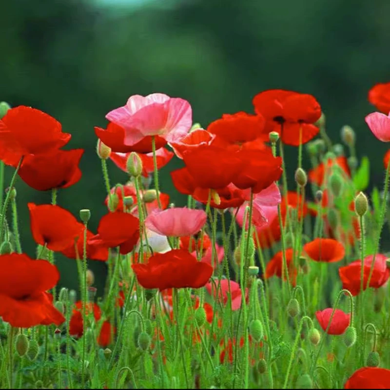 虞美人种子混色冰岛虞美人花种四季播种格桑花庭院阳台耐寒花种籽