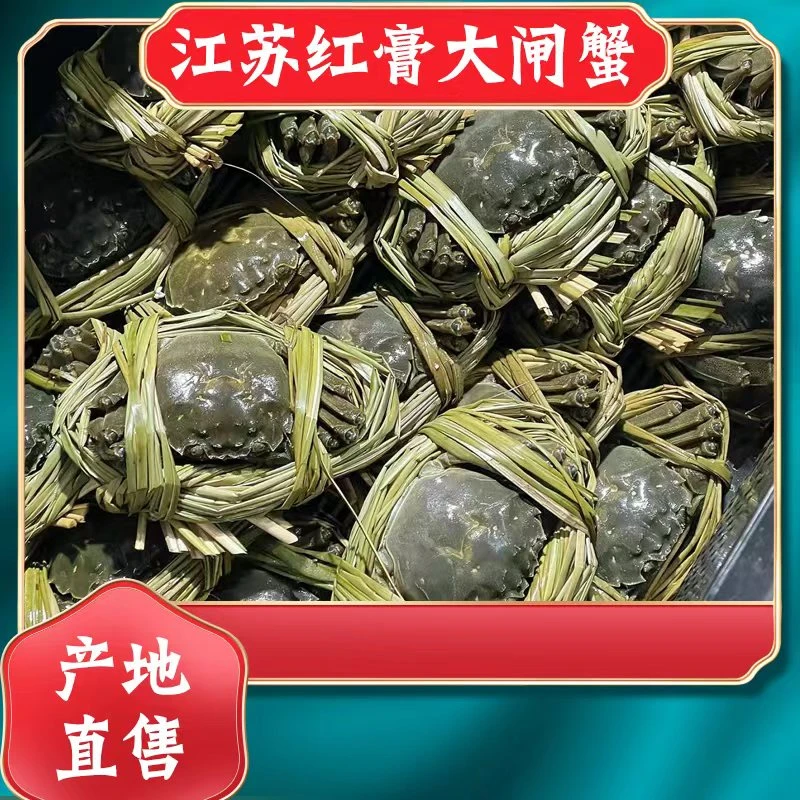 母【大闸蟹】2.7到3.2两江苏兴化红膏大闸蟹一只母蟹