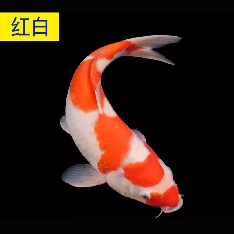 【超萌好物】纯种锦鲤观赏鱼锦鲤