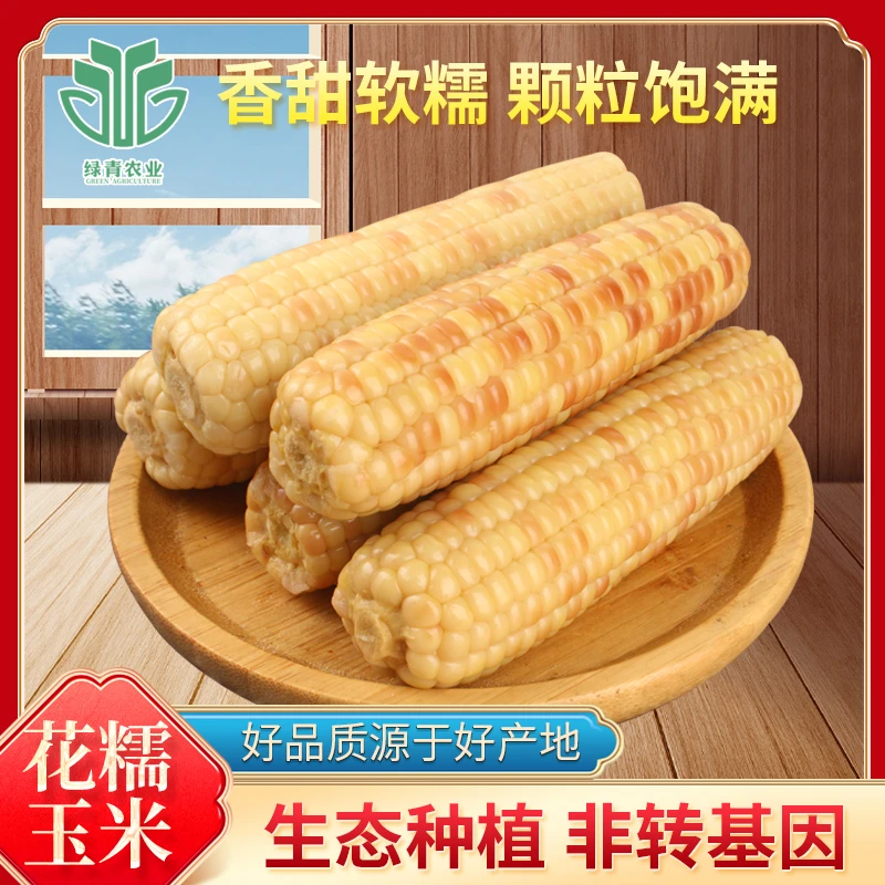 云南西双版纳拇指小糯粘玉米黑糯玉米紫色玉米棒甜糯原味小玉米