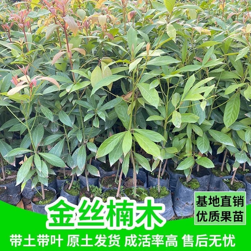 金丝楠木树苗带土带叶正宗桢楠批发名贵树苗庭院植物常青庭院绿化