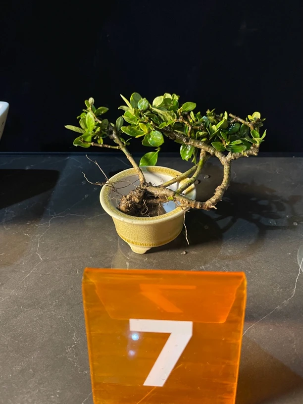 7号小丛林栀子花盆景