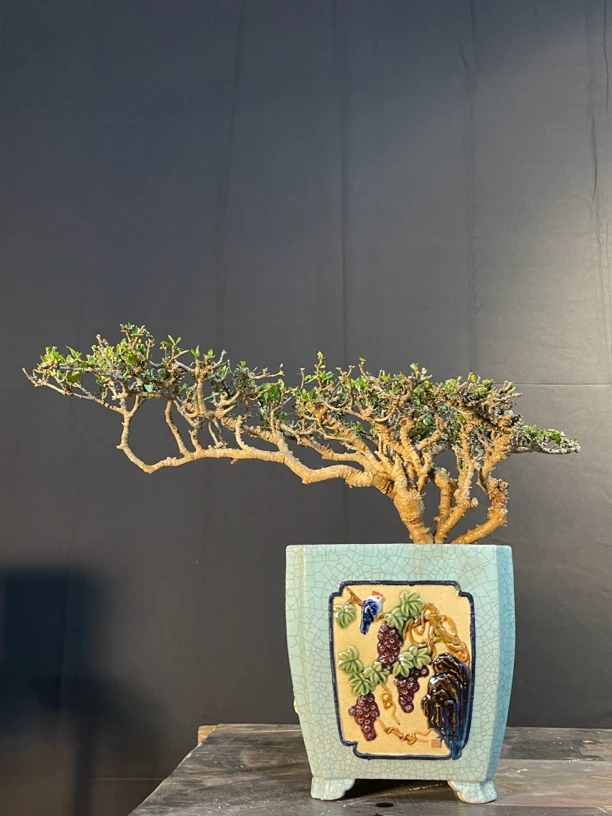 4号悬崖式栀子花树盆景