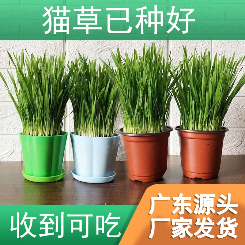 现成猫草已种好猫薄荷水培小麦种子懒人猫草种植狗草长好即吃