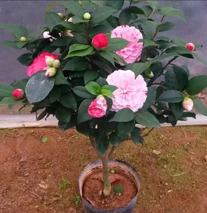 一物一拍茶花专用 五色赤丹【小苗】X3颗