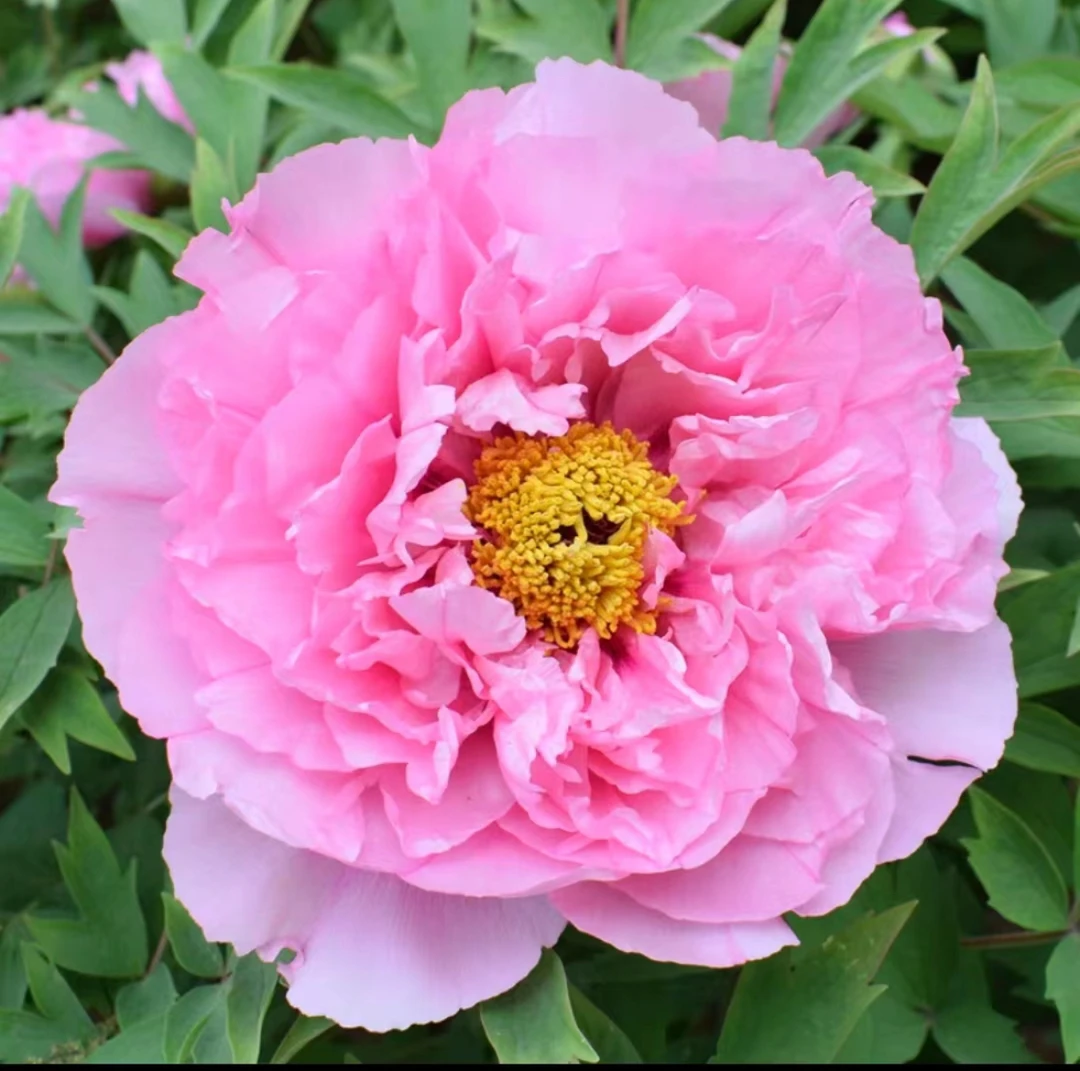 【粉色】 牡丹花苗盆栽大苗洛阳正宗带花苞耐寒重瓣花卉牡丹花树