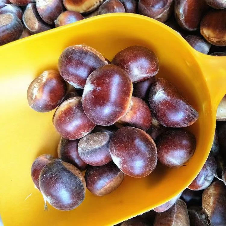 2025大别山新鲜罗田板栗红壳板栗500克包邮