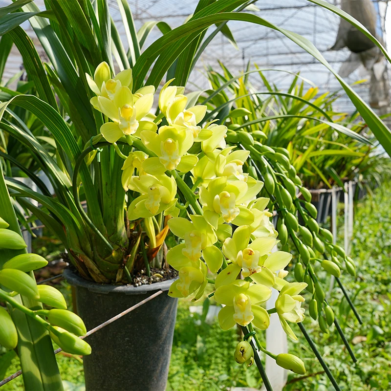 兰花（绿精灵）金边叶艺花卉盆栽蕙兰【带花苞】室内好养桌面种植