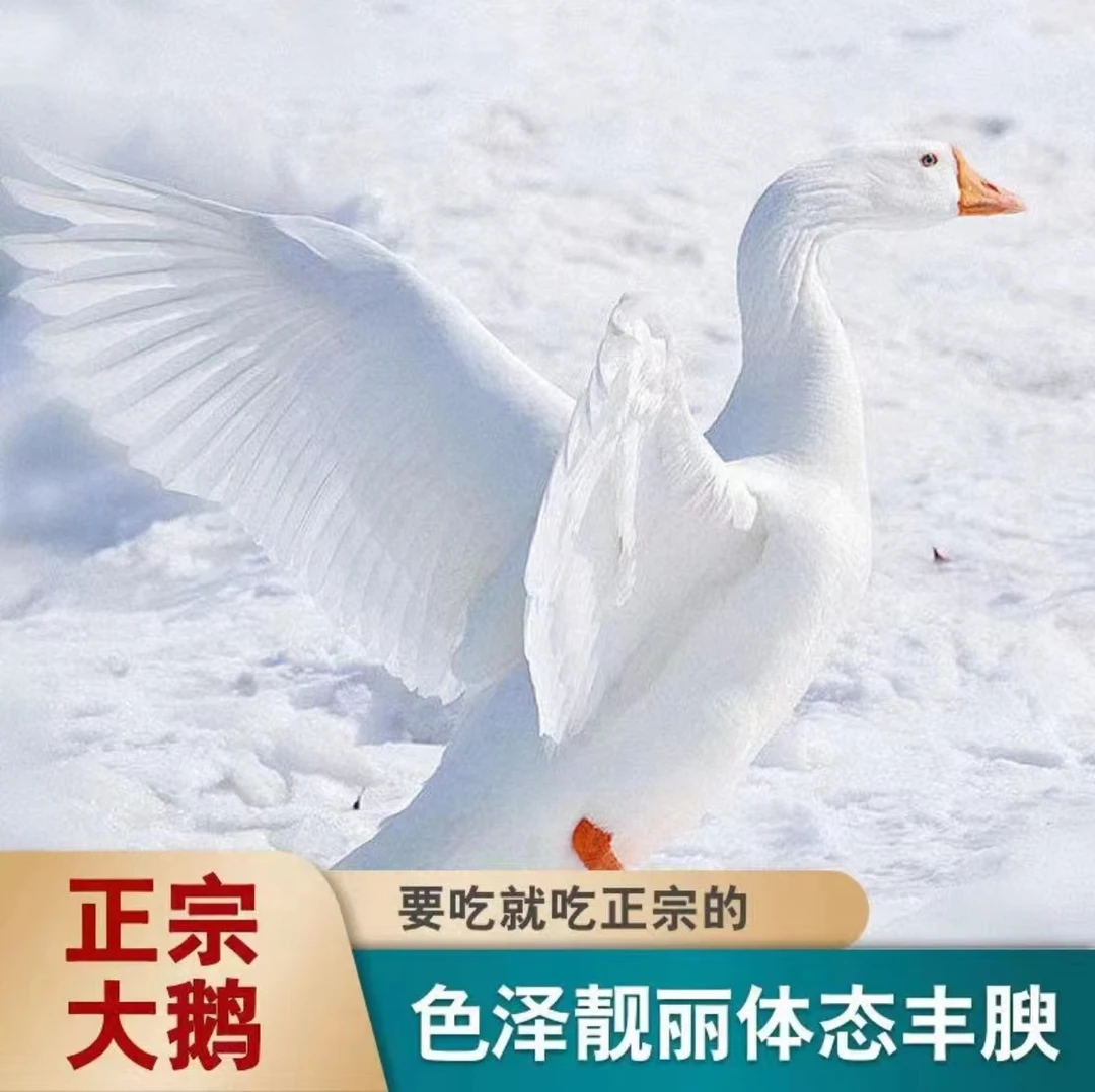 【到手2只大白鹅】京东到家新鲜宰杀后净重9斤左右鹅肉带心肝散养A