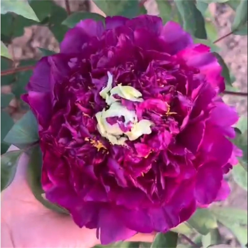 冠群芳牡丹牡丹观赏牡丹花苗盆栽菏泽牡丹花种大苗重瓣花卉