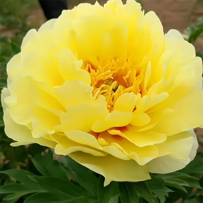 皇冠牡丹牡丹观赏牡丹花苗盆栽菏泽牡丹花种大苗重瓣花卉