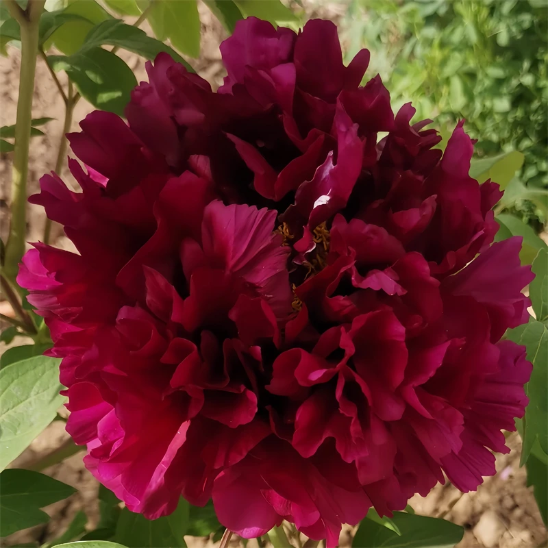黑妞牡丹 牡丹观赏牡丹花苗盆栽菏泽牡丹花种大苗重瓣花卉