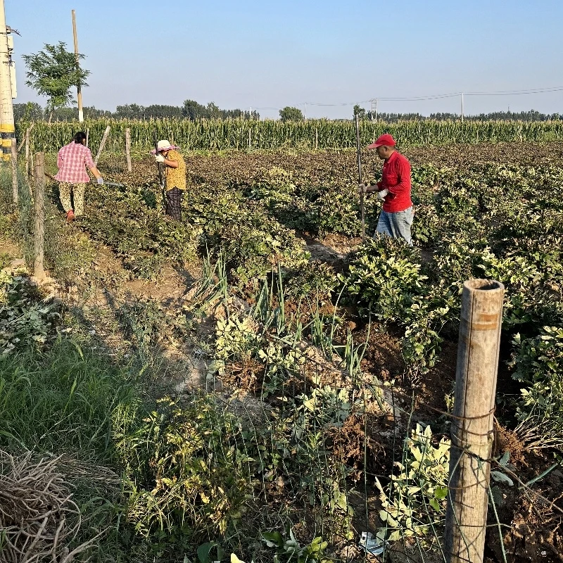 牡丹芍药 菏泽发货 直播一物一拍护心土发-58