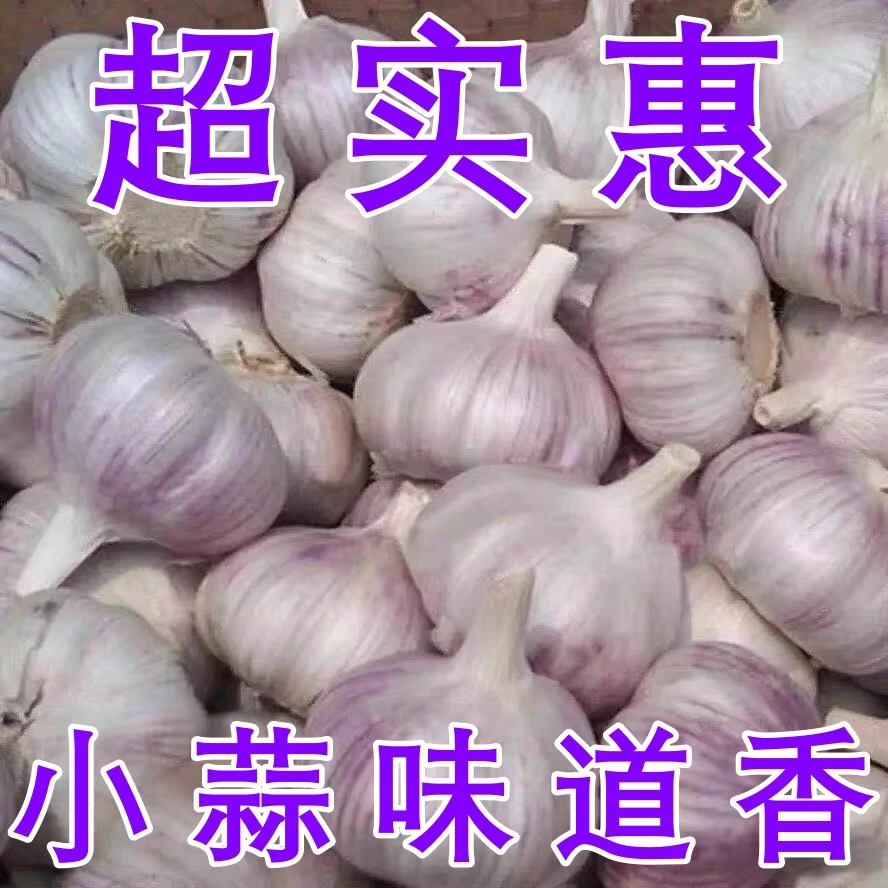 【特小果】24年山东金乡紫皮小蒜3cm左右-可吃可种不嫌弃小的超实惠