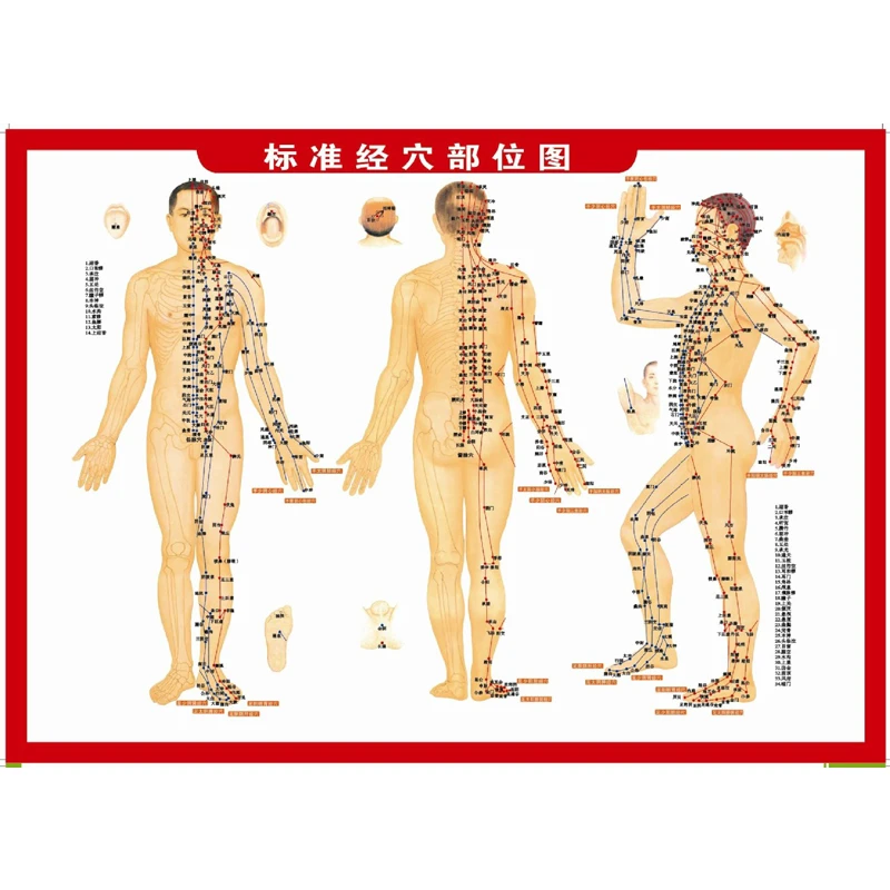 【辅助用品】01 穴位图 绿色 赠-红-枣-红色