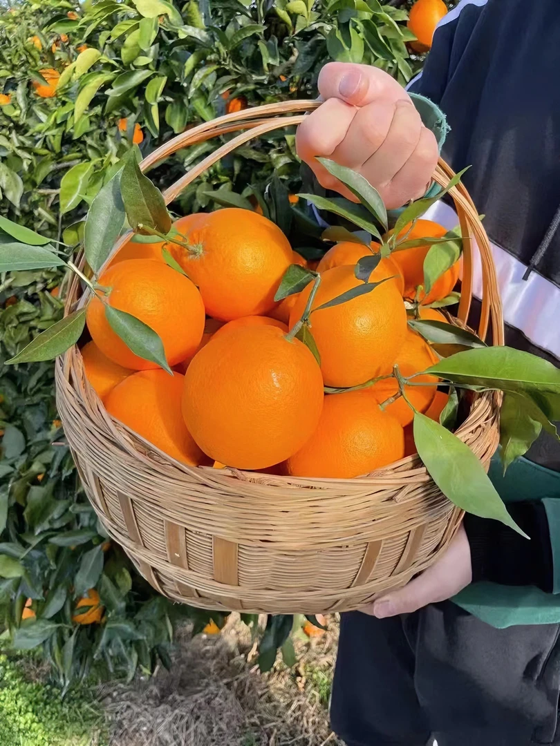 奉节脐橙 脆嫩 爆汁  现摘发货 原生态种植0添加