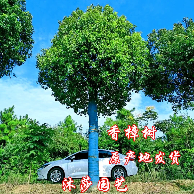 香樟树苗大树 大叶香樟 四季常青园林绿化 小叶香樟 南方种植