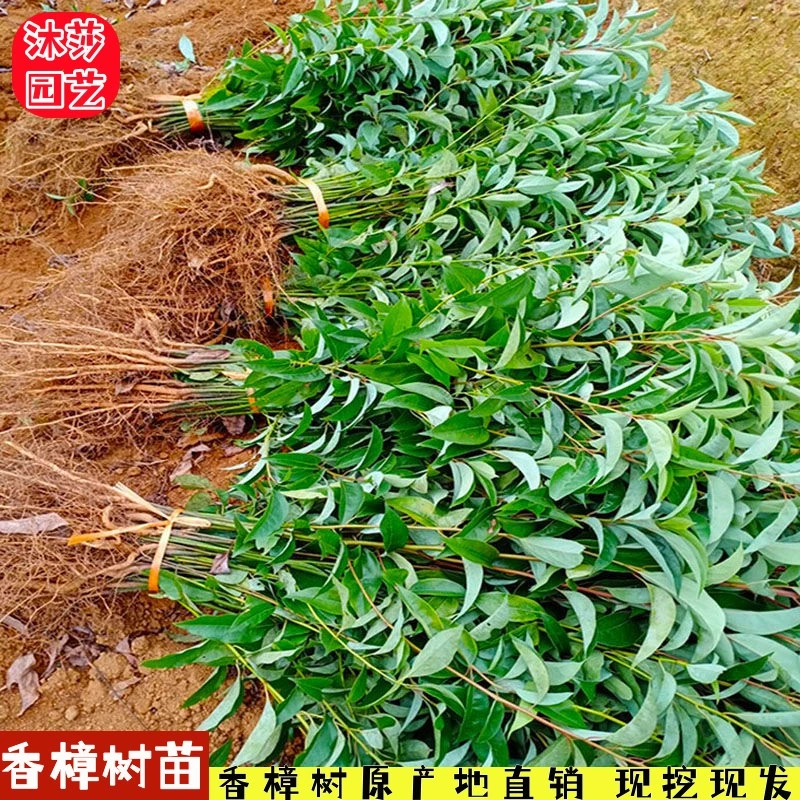 绿化苗木香樟树苗庭院植物花卉香樟木树苗四季常青驱蚊树种植盆栽