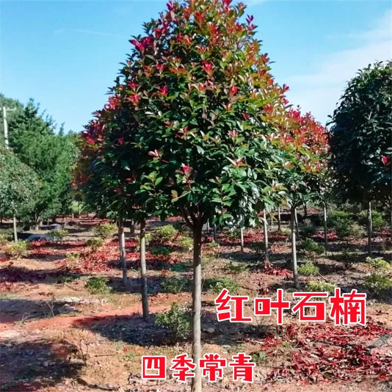 红叶石楠树红罗宾四季常青红叶树庭院园林工程绿化花园篱笆小苗