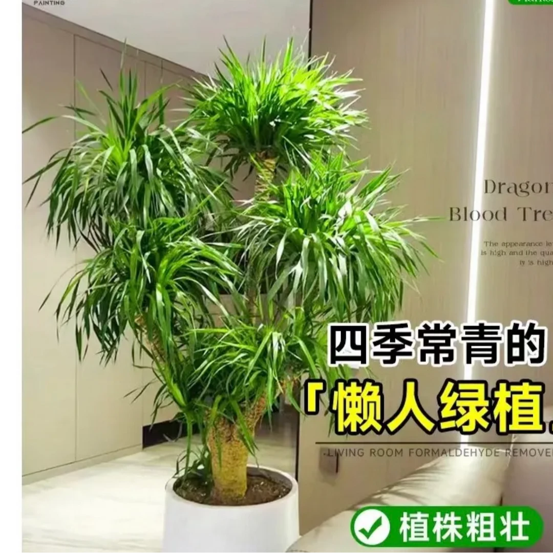 1米-1.3米龙血树原盆原土室内家居好养绿植基地直发