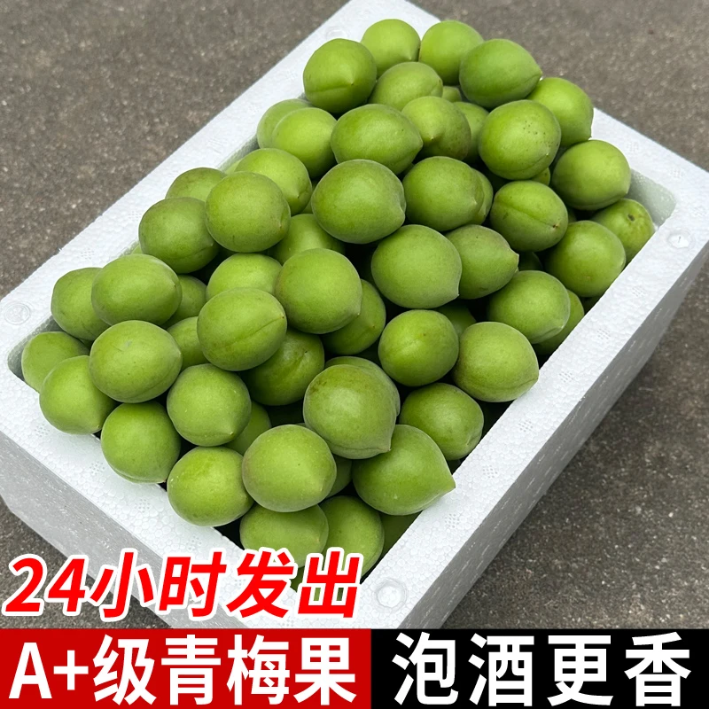 2025新鲜青梅果现摘鲜果腌制泡酒高山酸梅子优质水果现货