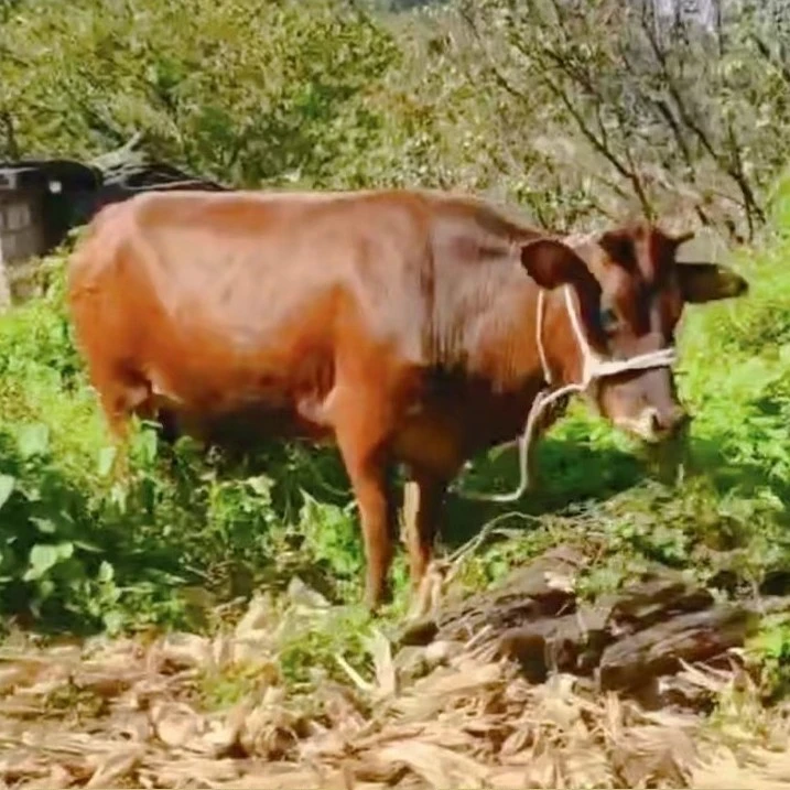 散装称直播间一物一拍专属 云南本地放养土黄牛肉-（牛排