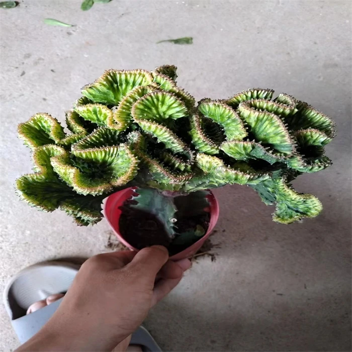 盆栽金麒麟 好养绿植花卉 彩春风 多肉植物