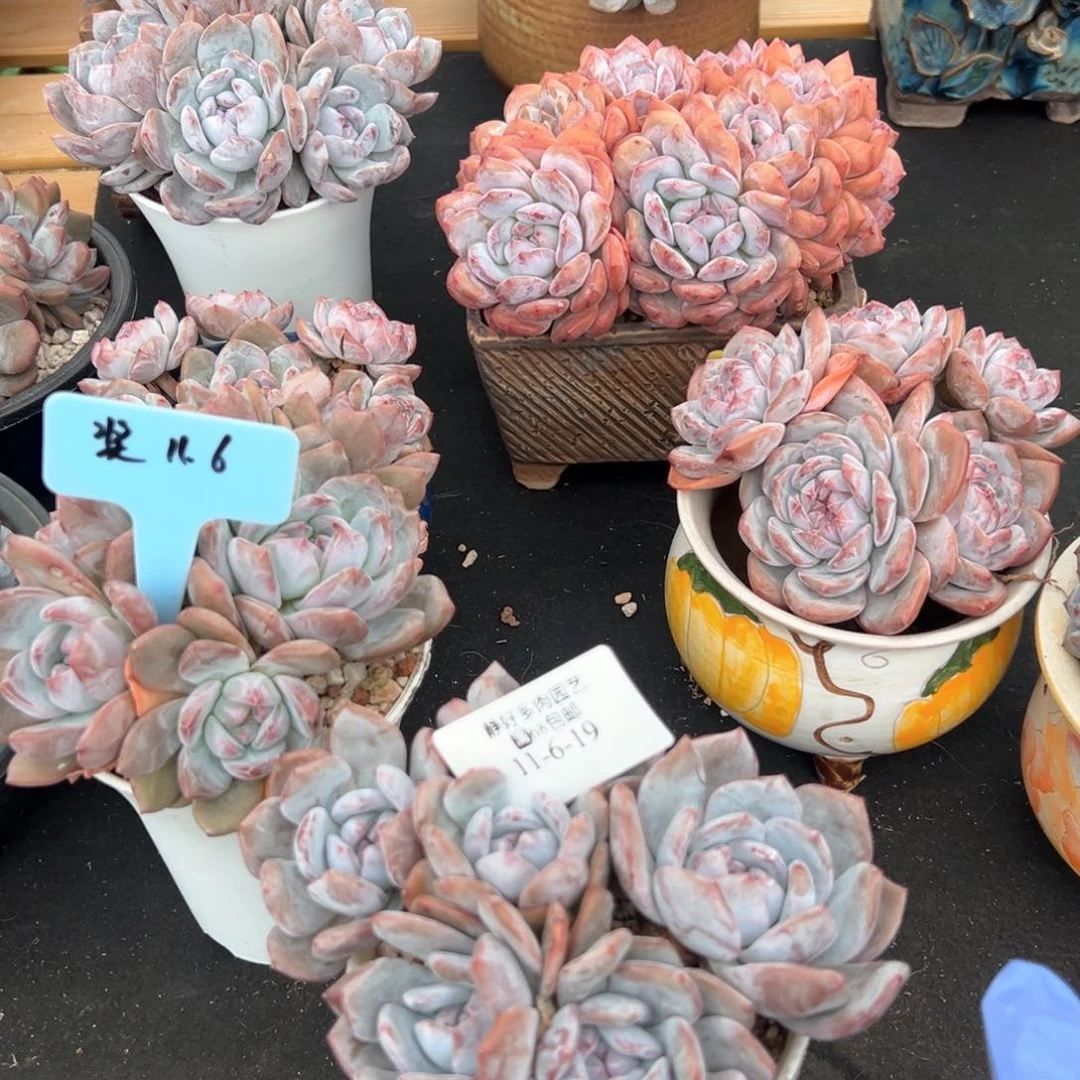 11-6-19静好多肉园艺