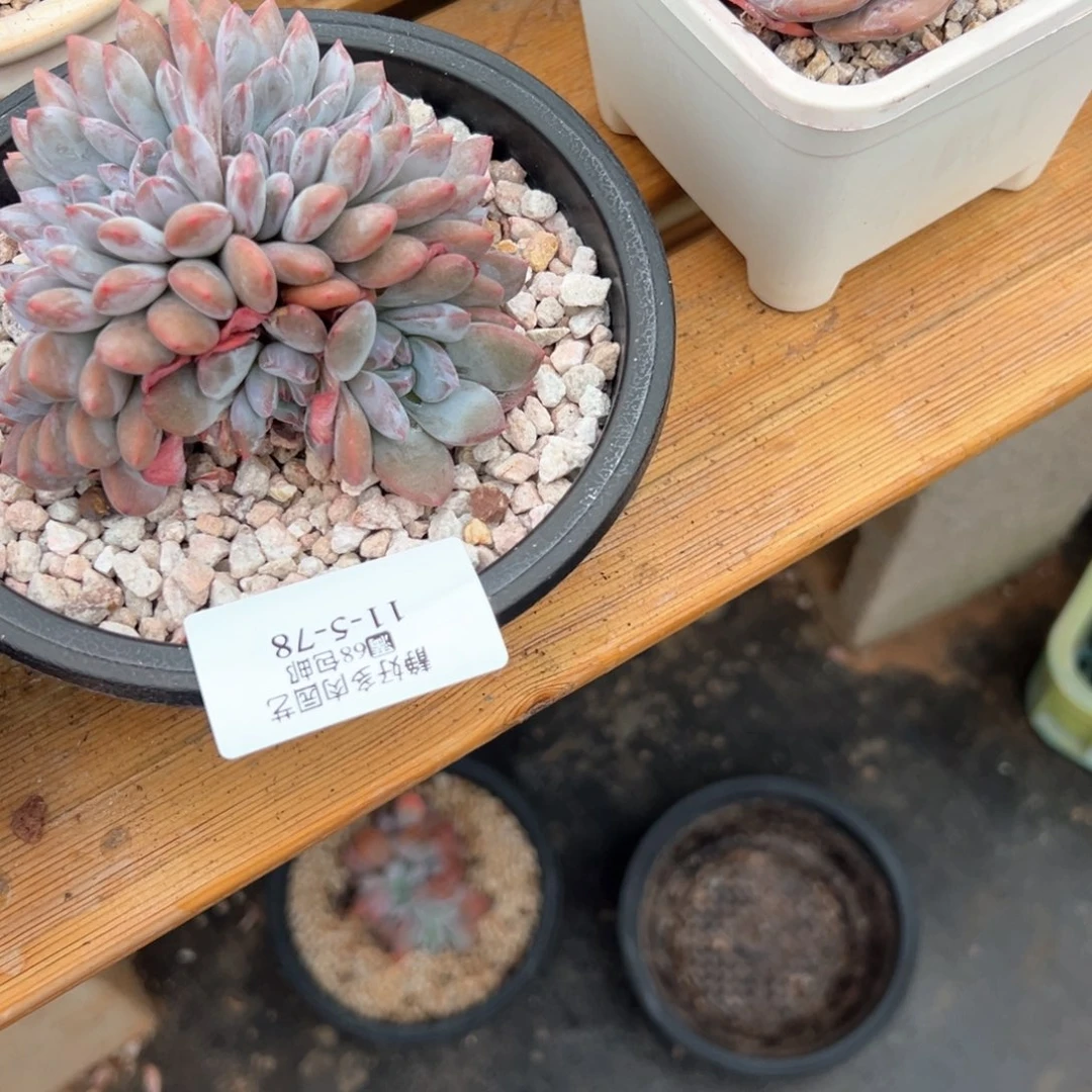 庆*11-5–78静好多肉园艺