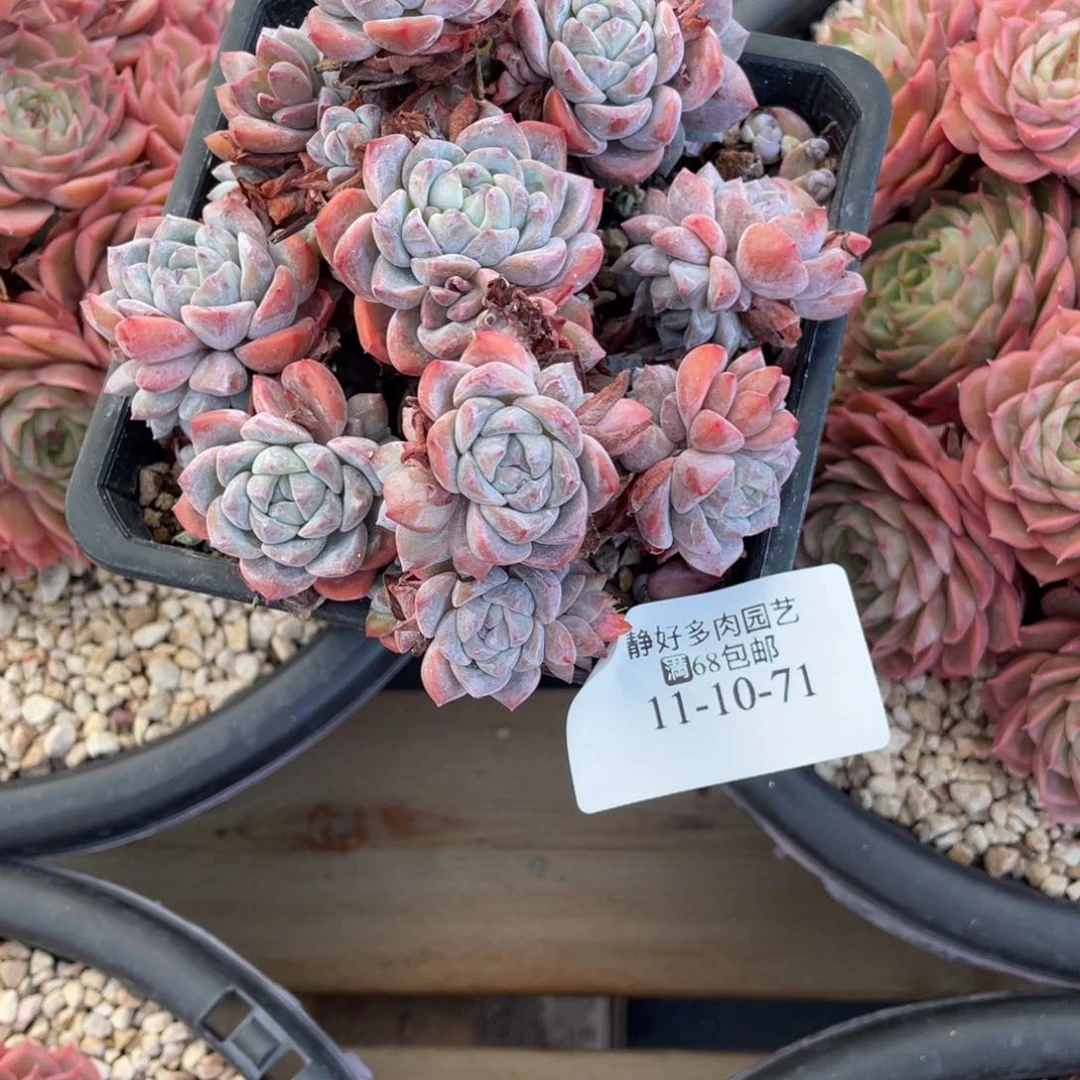 11-10-71石榴籽多肉