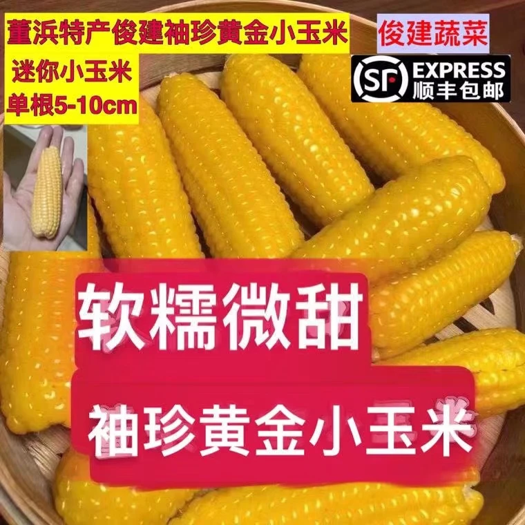 顺丰常熟董浜特产袖珍黄金小玉米新鲜采摘农家网红软糯微甜1斤起