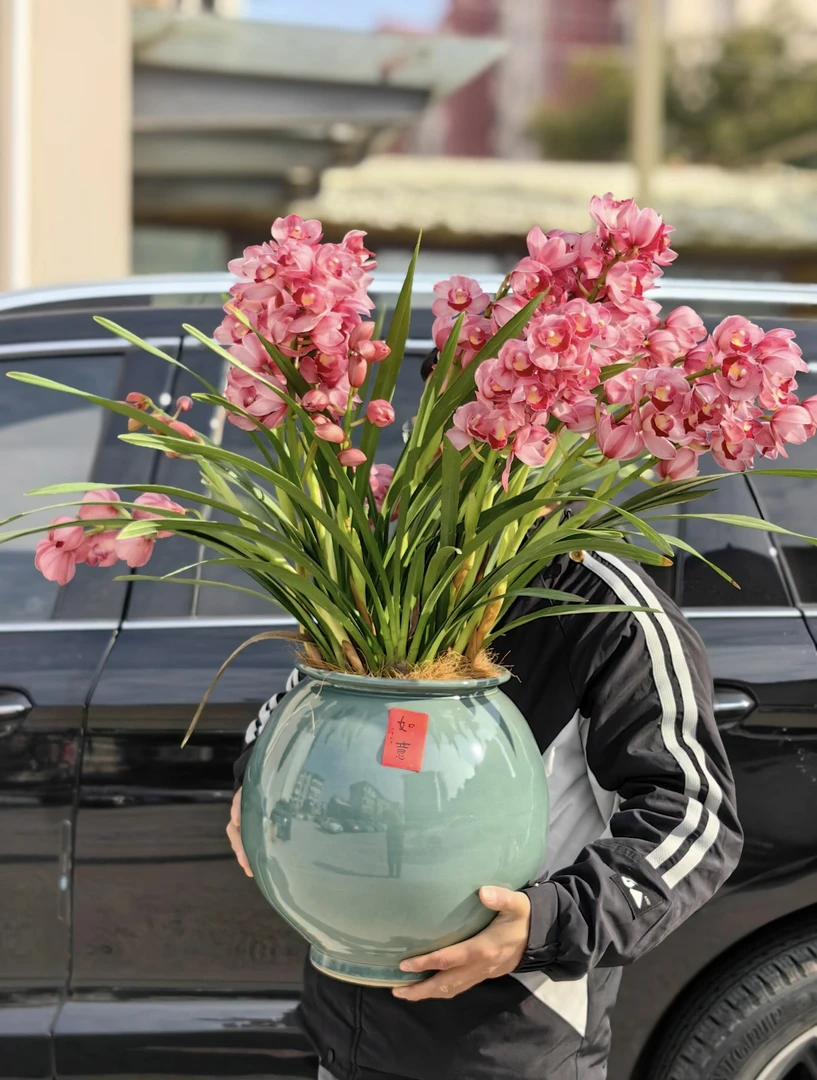 汀兰阁【福星高照】（盆子破了不售后）粉色系年宵花懒人花好养耐养