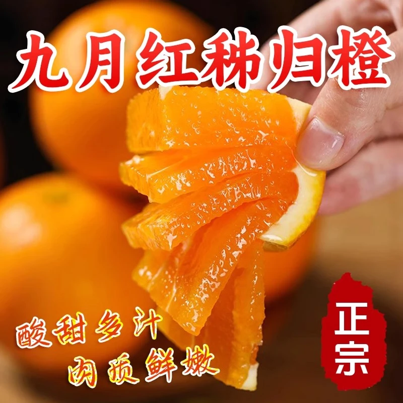 正宗九月红果冻橙秭归脐橙大果橙子当季新鲜水果产地直发4斤包邮