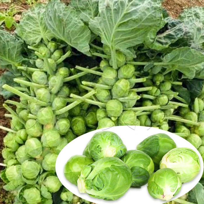 抱子甘蓝种子早熟迷你小包菜卷心菜籽春秋播阳台盆栽庭院蔬菜种子