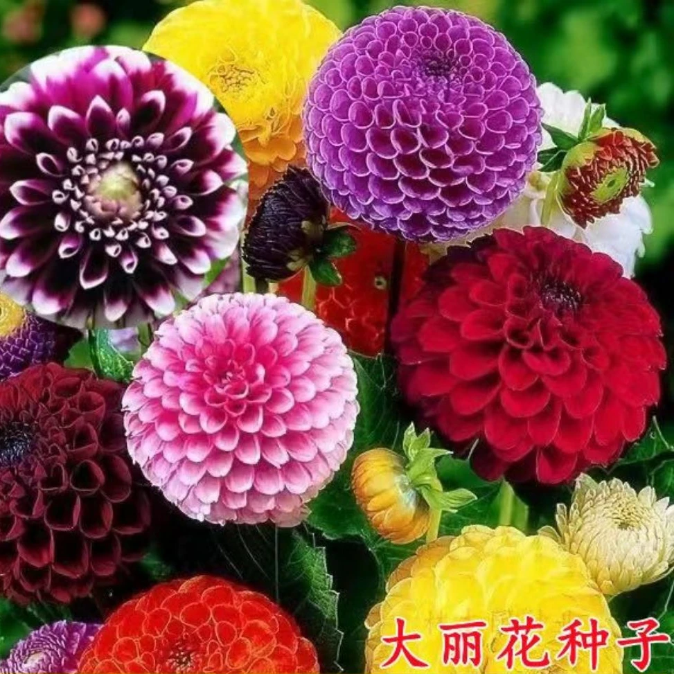 巨型大丽花种子重瓣大花耐热四季易种庭院阳台盆栽南北花草种籽