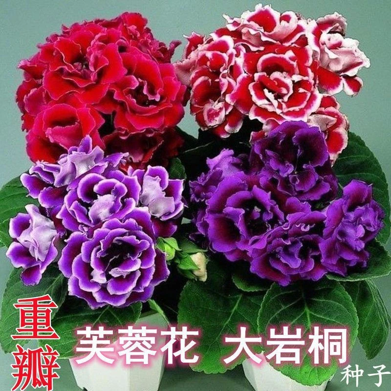 重瓣大岩桐种子富贵芙蓉花种子四季播花卉种室内阳台盆栽花草