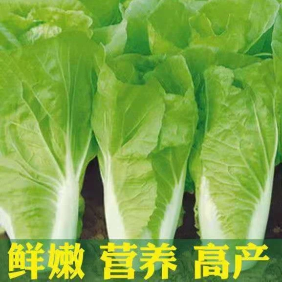 快菜种子速生20天耐热耐湿四季蔬菜种子小白菜种子