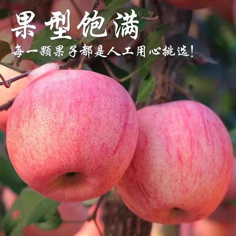 水果蔬菜 > 水果 > 苹果可以吃的新鲜水果